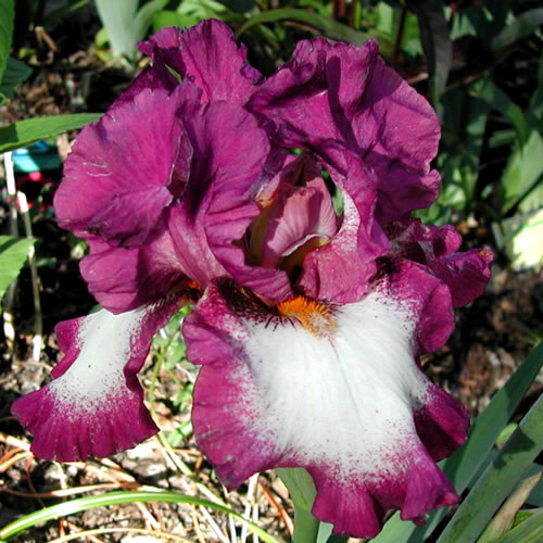 Iris germanica Footloose